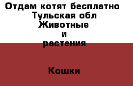Отдам котят бесплатно - Тульская обл. Животные и растения » Кошки   